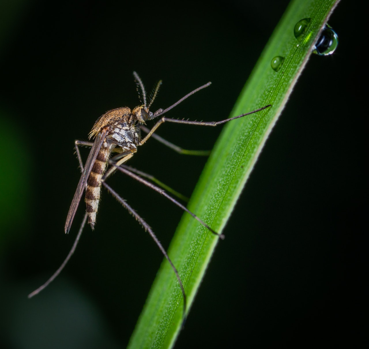 larvicide moustique