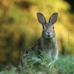 l’environnement des animaux