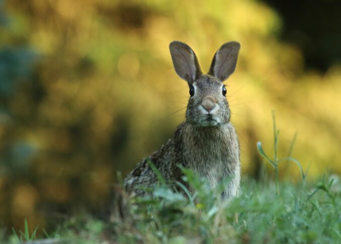 l’environnement des animaux