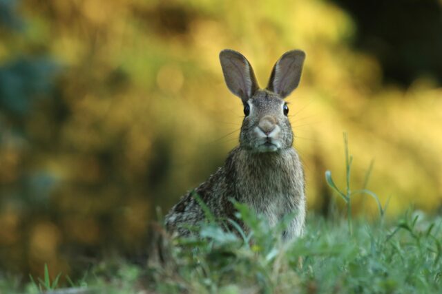 l’environnement des animaux