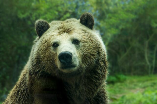 L’évolution des cris d’animaux