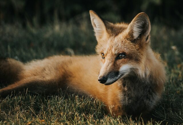 Les cris des animaux nocturnes